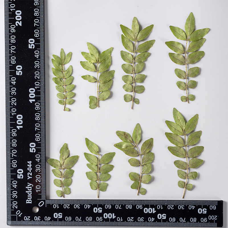 コショウの木の乾いた花の押し花は顔の装飾の花の真葉の植物の標本の真葉の真花のdiy材料を貼ります。|undefined