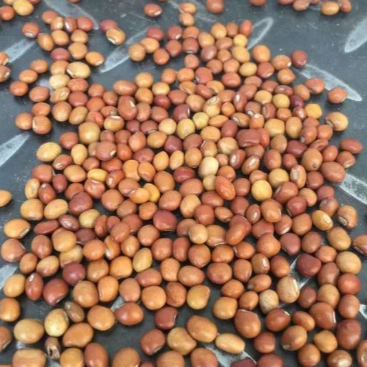 Оптовая продажа семян шелковицы, шелковицы, ивы, пасты из шелковицы, недавно уроженцев семян многолетних кустарников для защиты склонов, стабилизации почвы на склонах.