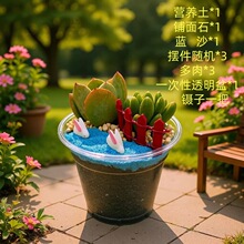 塑料 多肉苔藓diy微景观生态瓶绿植物种植材料包组合套装暖场活动