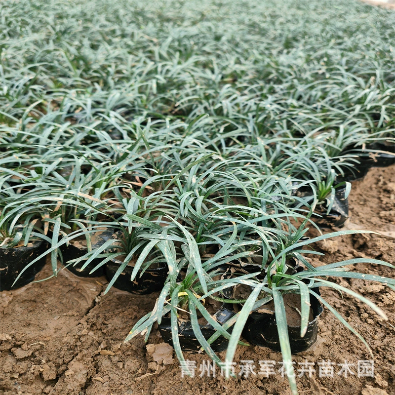 Yulongcao Япония карлик Ophiopogon japonicus Кубок саженцев Шаньдун Цинчжоу большой запас Японии карлик Ophiopogon japonicus Кубок саженцы квадратной пластины саженцы маленькие