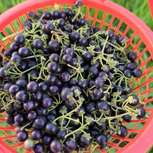 �Ϻ�ɫ�����N���r�Һ���������ˮ���ļ����������S�N����������