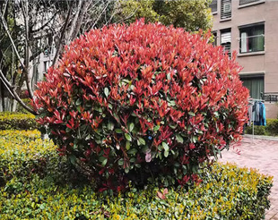 Dropshipping Red Leaf Heather Saplings Courtyard Greening Heather Seedlings Red Leaf Heather Balls Four-Season Green Hedge Plants