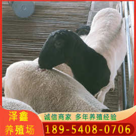 黑头杜泊绵羊多少钱一只怀孕三个月的羊杜波小羊羔种公羊活羊小羊