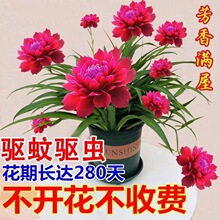 【超长花期】莲花球根驱蚊虫水养土养浓香型盆栽绿植花卉大全阳台