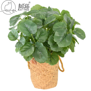 ���N����ֲ��48�~���X���Ӻ��zƬ���X�~��֦�ȼ����~�پGֲ�b�