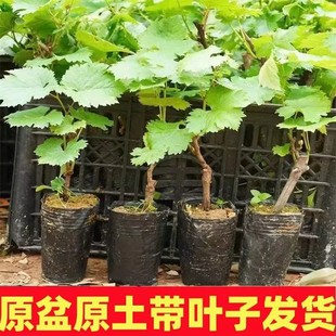 Sunshine Rose Grape Saplings Potted with Soil Fruit Saplings Planted in the North and South, Grape Seedlings Packaged to Survive and Bear Fruit in the Same Year