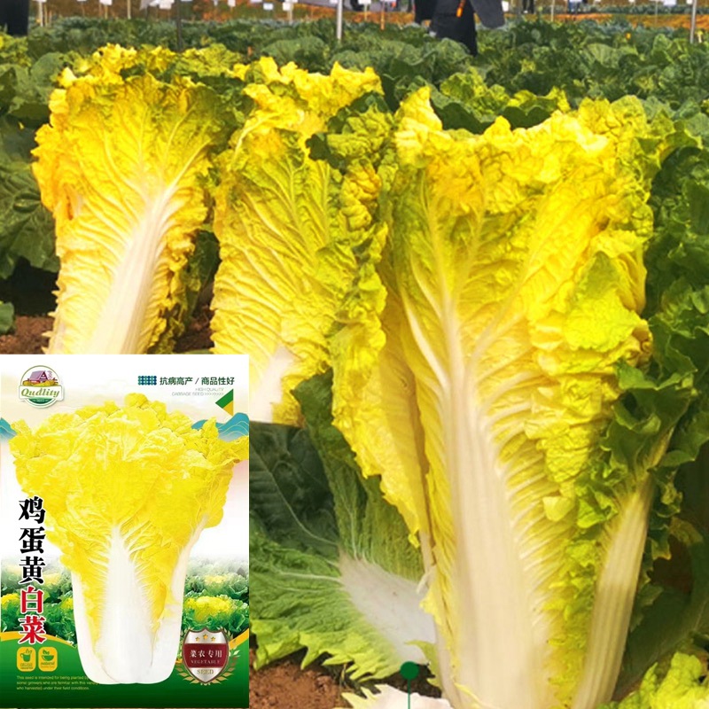 批发鸡蛋黄白菜种子黄心白菜籽黄叶黄心菜春秋播种蔬菜种子公司