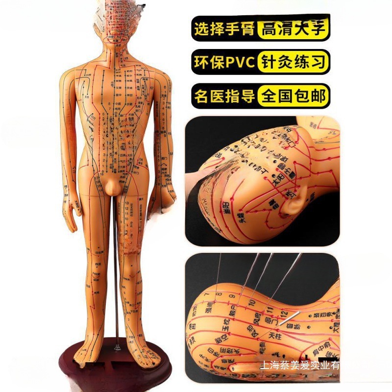针灸铜皮家用中医小可经络硅胶人十二全身人体图穴位模型扎针模型