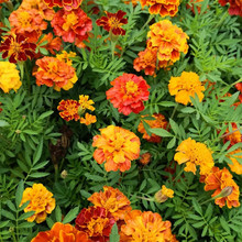 ��ȸ�ݻ����ͺ��ļ����N�_���N�ӻ����׻�^�G���̨ͥԺ����