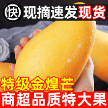 金煌芒果新鲜黄皮仙芒大芒果水应季水果芒果10斤装整箱跨境