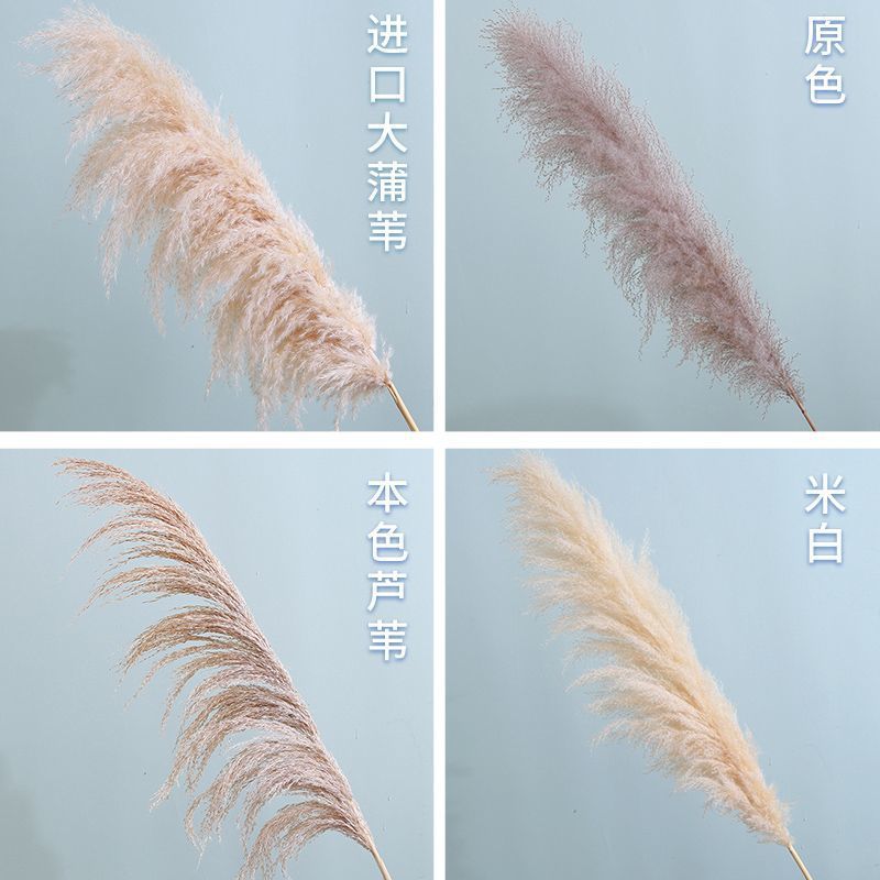 오리지널 컬러 대형 리드 1.1m개