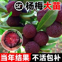 正宗嫁接东魁杨梅树树苗杨梅苗南北方种植地栽果树苗当年结果特大