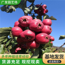 1.5����ɽ高���2��ɽ高������l  ��t�Ӵ����ɽ高�ռ�ع�����