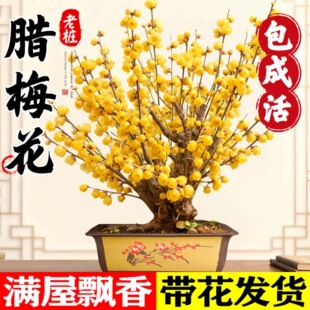 �D÷�����玧���������D÷�Ϙ��t÷���辰�����ͺ������D÷������
