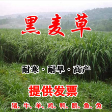 ݷNӷNļͺݷNBֳݷNuţ~