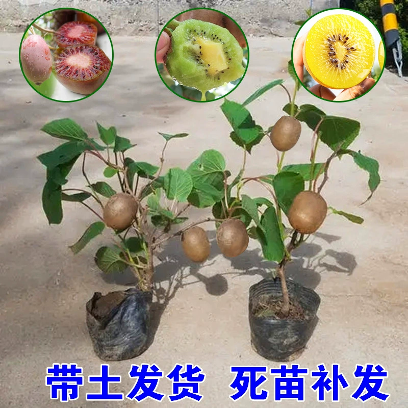 Мягкие саженцы киви с красным сердцем, саженцы фруктов, саженцы с прививкой в ​​горшках, саженцы киви, посаженные на юге и севере, в том же году дающие плоды.