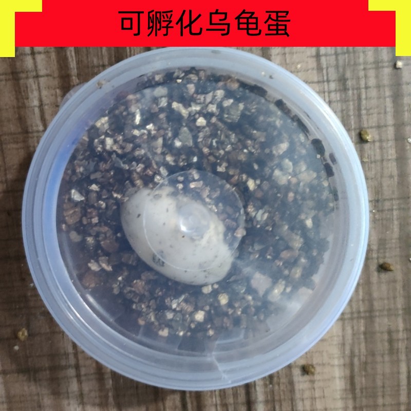 可孵化乌龟巴西草龟宠物活体地摊热销产地直发货源送盒子龟粮包邮