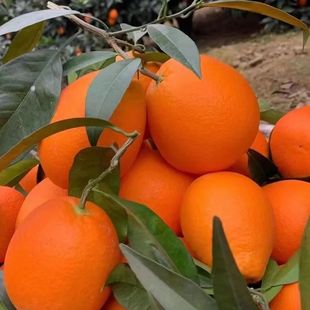 �˲��~�ɠ�Ě�����rˮ���������䶬�ȸ�ɽĚ�����wĚ�����l���l