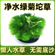 绿菊小坨草缸鱼缸造景真后景水草新手水培增氧淡水草阴性活体植物