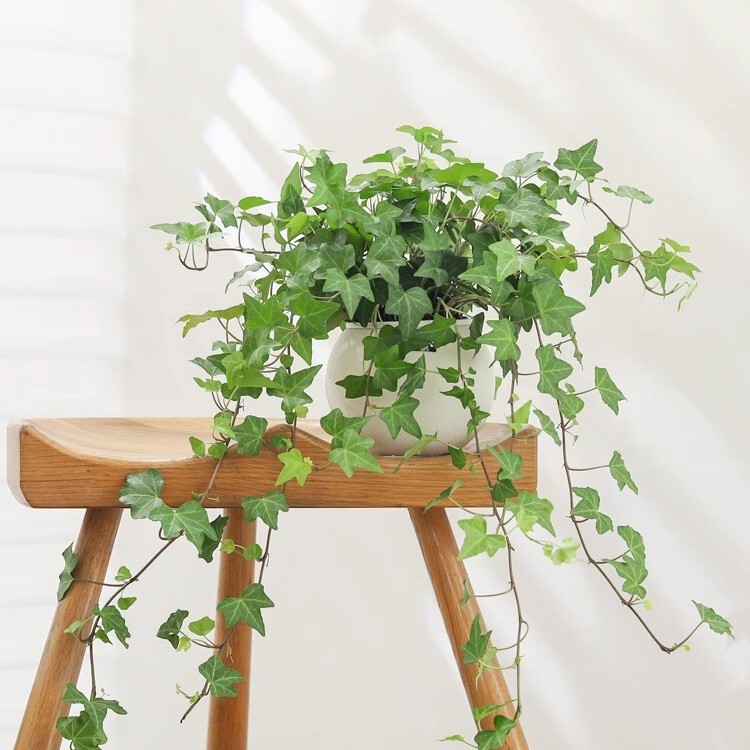 Ivy Potted Flower Plant Indoor Hanging Climbing Green Plant Air Purifying Bonsai Flower Seedling Chlorophytum Formaldehyde Removal Ivy Potted Flower Plant Indoor Hanging Climbing Green Plant Air Purifying Bonsai Flower Seedling Chlorophytum Formaldehyde Removal