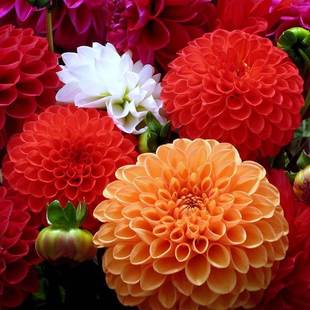 Double Dahlia Seeds Perennial Courtyard Balcony Small Flower Seeds All Year Round Sunflower Easy-To-Live Potted Florals