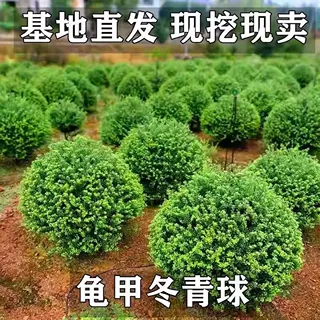 龟甲冬青球树苗庭院耐寒四季常青绿化树植物球形冬青绿化工程苗木