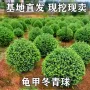 工程耐寒绿化球形树苗