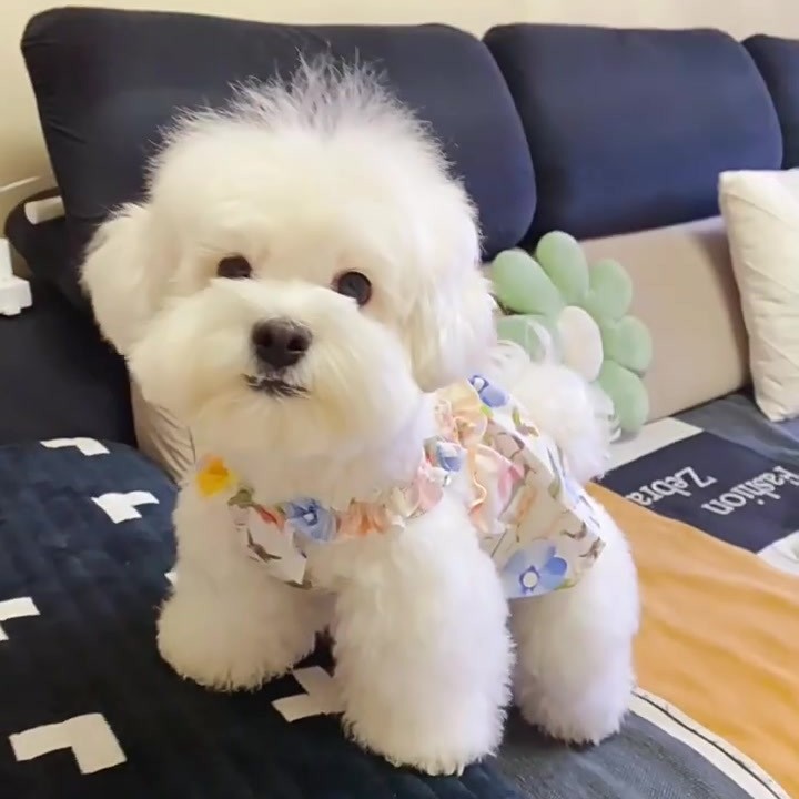 Ropa de verano para mascotas, ropa delgada para gatos, cinturones, falda de flores, chaleco para perros pequeños de verano, felinos de peluche