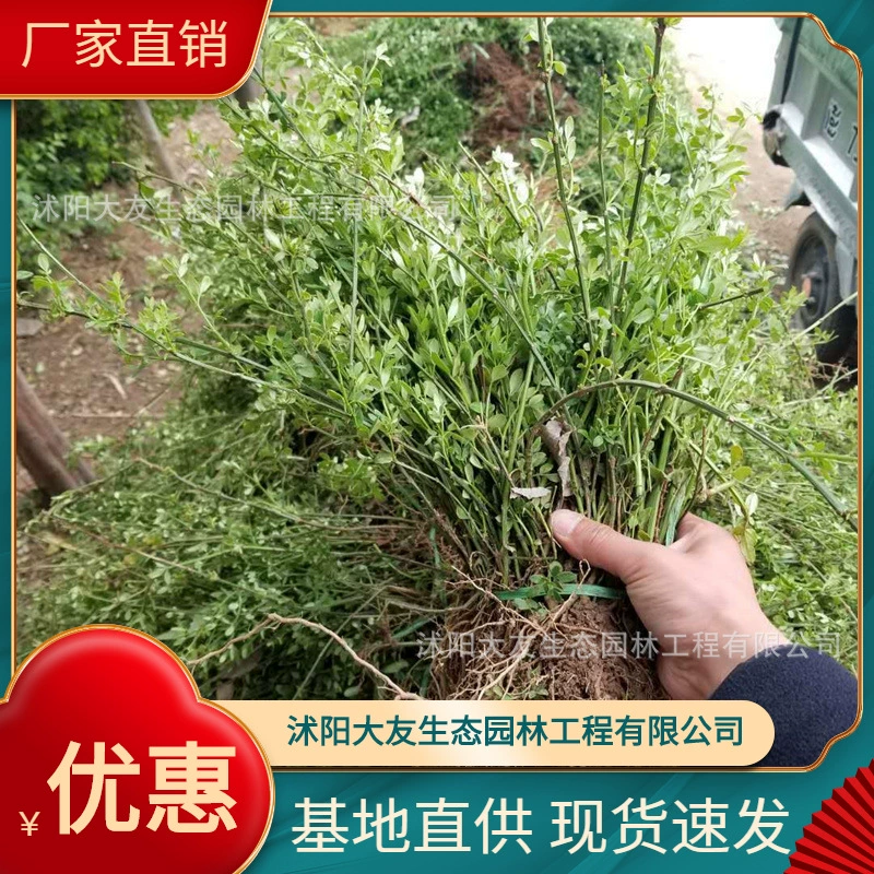 База оптом саженцы форзиции собственного производства Живописный пейзаж дорога сад инженерия Зеленые саженцы