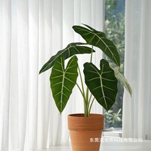 绿天鹅绒海芋 ins风 室内净化空气好养北欧风桌面观叶植物
