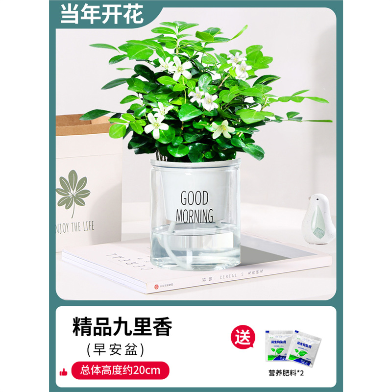 부티크 90#지우리샹 8~10그루 한 화분(좋은 아침 화분) + 비료