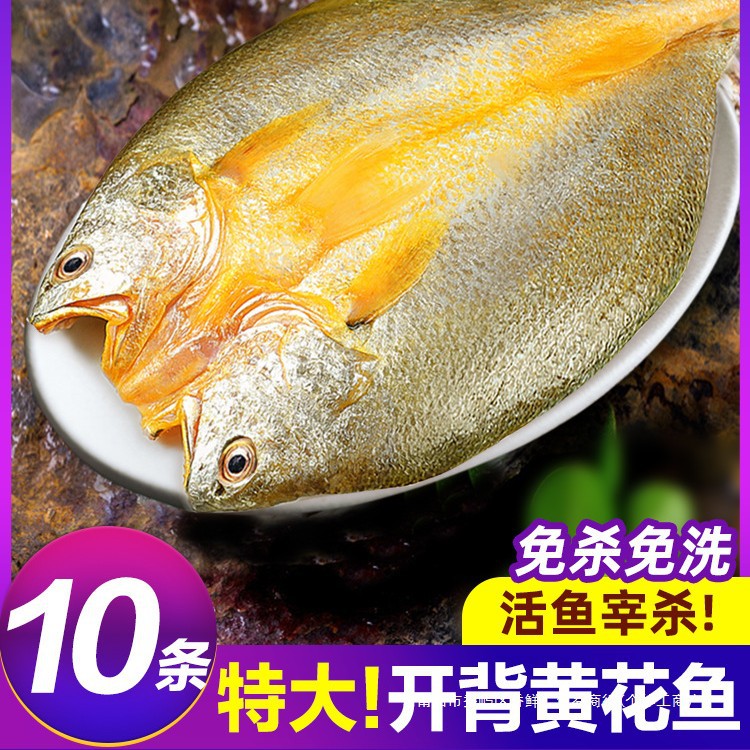 黄鱼鲞新鲜冷冻大黄鱼黄花鱼三去生鲜宁德小黄鱼鲜活海鲜海鱼商用