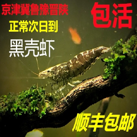 Черные креветки в черном корпусе, очень большие SF, бесплатная доставка, удаление водорослей, кормление черепахи, декоративная голова собаки, корм для креветок, живые пресноводные инструменты, резервуар для водных растений для креветок