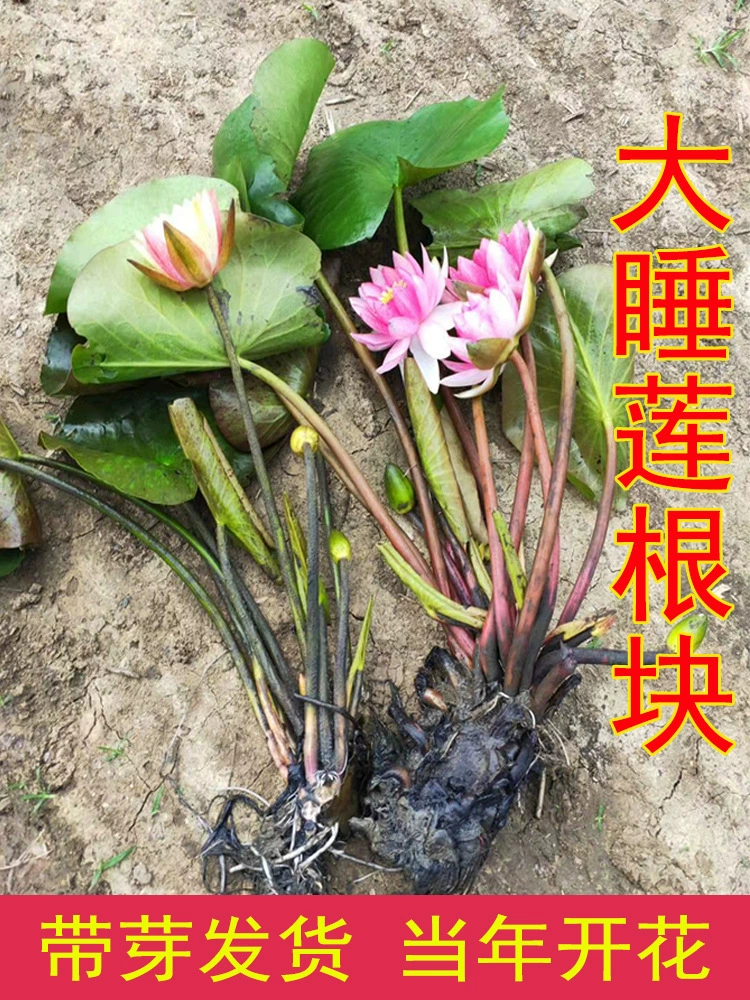 Большой корень водяной лилии блок пруд водяная Лилия гидропонное растение Four Seasons водный Лотос горшечный цветок Лотос водяная Лилия семена корня