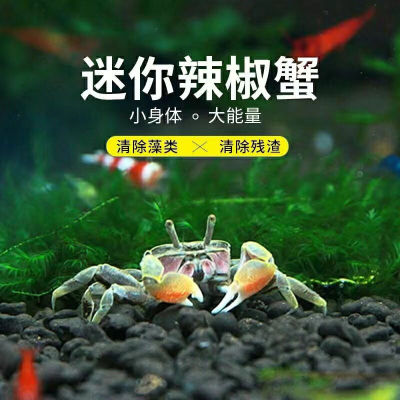 Pepper Mini living thing Mixed culture Crab Watch Pets freshwater reptile One piece On behalf of