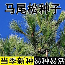 �Rβ�ɷN������ɽ�ɘ��ɾG�����m���ԏ����L���ٻ�ɽ������ľ�N��