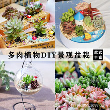 儿童节手工diy多肉植物景观盆栽室内办公室防辐射创意含盆土团建