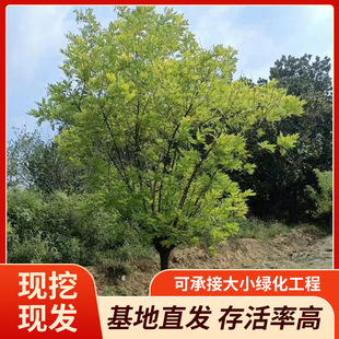 Manufacturer Supplies Golden Acacia D 3-15cm High-Quality Landscaping Base Wholesale