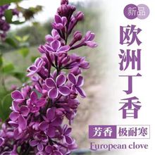 ���㻨�����ͺ��͟�ͥԺ�ļ��_������ֲ�ﻨ���繤�̾G����ľ����