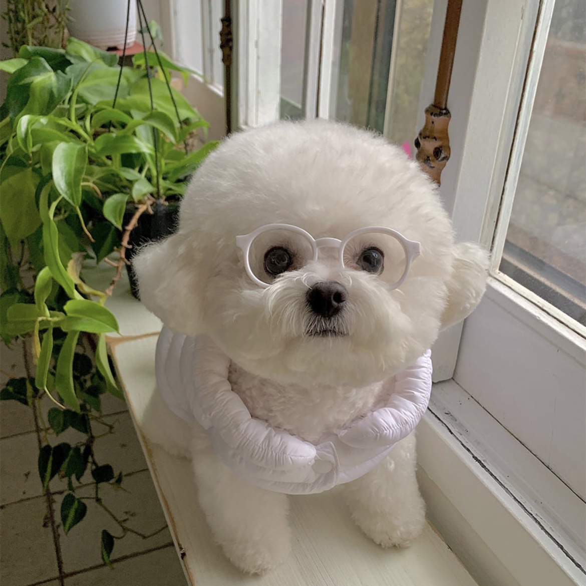 新型ins韓国ペット犬サングラスはかわいい猫のサングラスの部品を並べて外国貿易petsを飾ります。