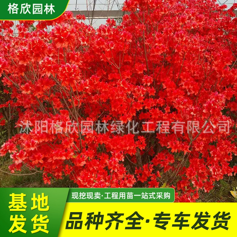 Азалия Цветочная рассада Оптовая Двор Вилла Грунт Озеленение Срезанный Цветочный материал Горшок Maojuan Рододендрон Manshanhong