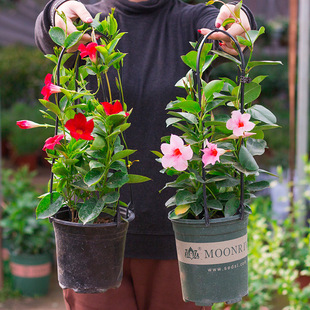 Base Thousand Miles Fragrant Vine Flower Seedlings Double Happiness Vine Four Seasons Blooming Flowers Climbing Vine Green Plant Potted Indoor Balcony with Flowers