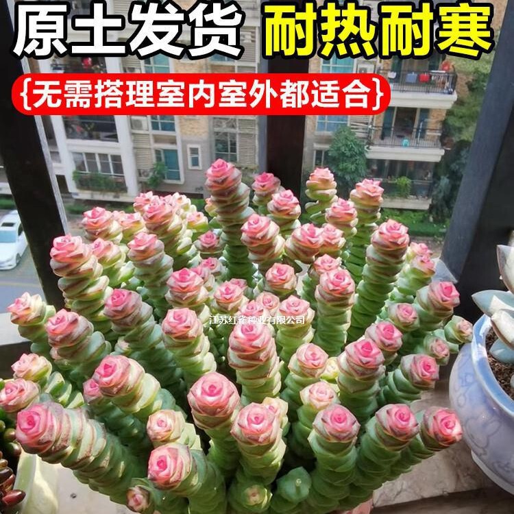 Colorful Money String Succulent Green Plant Indoor Potted Multi-Head Old Stump Cluster Red Heart Money String Easy-To-Care-For All-Season Flower Colorful Money String Succulent Green Plant Indoor Potted Multi-Head Old Stump Cluster Red Heart Money String Easy-To-Care-For All-Season Flower