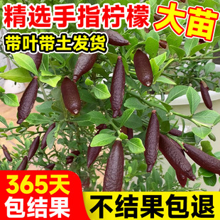 ������ָ���ʘ���ָ�����Թ�����������ͥԺ�Ϸ��Nֲ�ﮔ��Y��