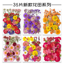 树叶植物标本幼儿园手工贴画DIY干花压花贴脸装饰花妆写真押花
