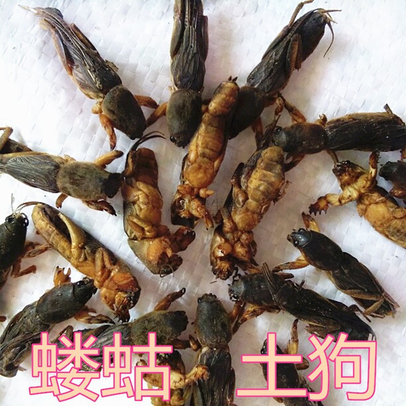 新货整只完整干蝼蛄土狗 地狗 蝲蝲蛄30只包邮店内有真货好货-阿里巴巴