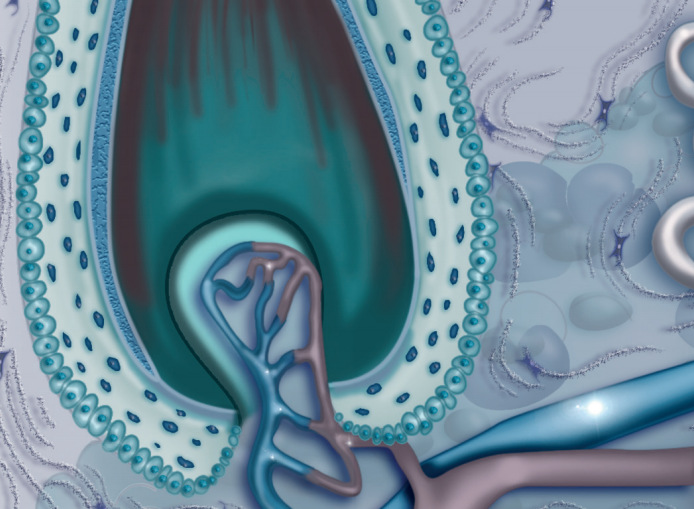 �ٽ���˿�������������ȶ�����ANAGELINE