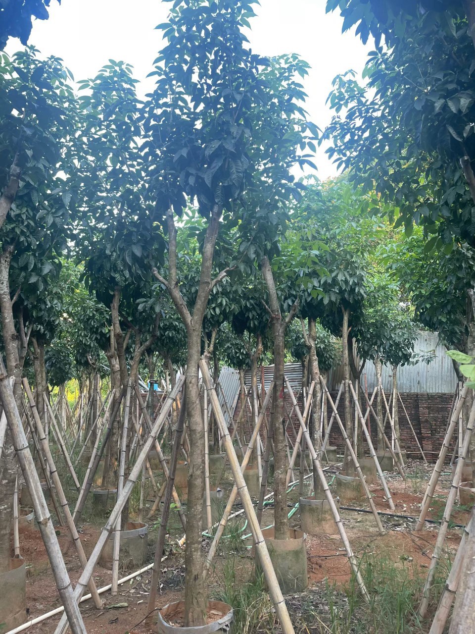 紫花风铃木绣球乡村绿化绿美广东移植苗紫花风铃木袋装苗