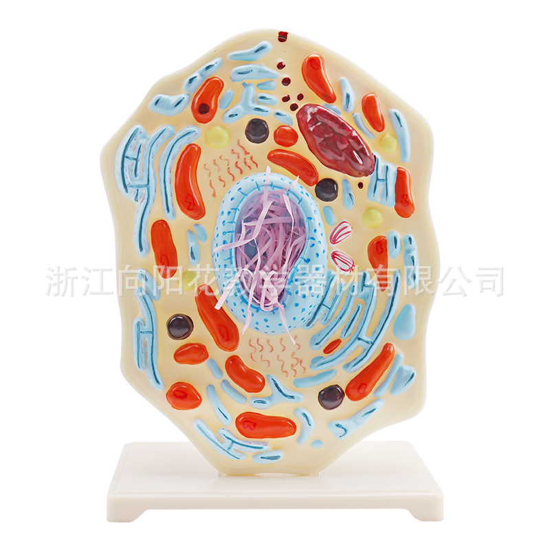 厂家直销3216-2 动物细胞模型（小）生物教学系列仪器模型