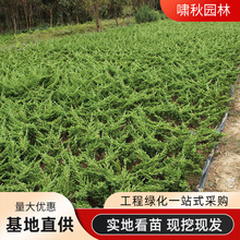 铺地柏苗工程绿化苗木四季常青灌木易成活爬地柏 沙地柏地被植物